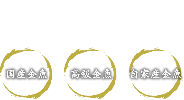 希少で美しい国産金魚を高品質でお届けいたします 国産金魚 高級金魚 自家産金魚